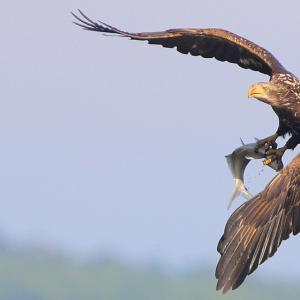 Young Eagle's Catch