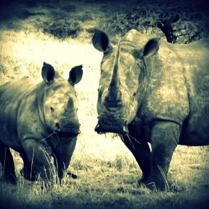 rhinos
