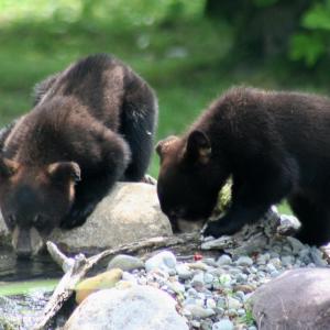 Thirsty Babies