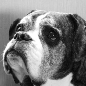 Man's best friend