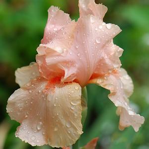 Spring Iris