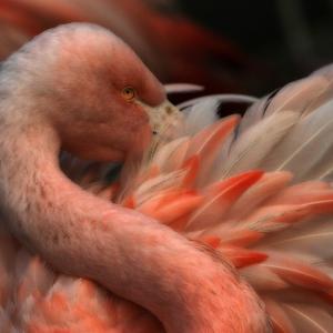 ruffled feathers