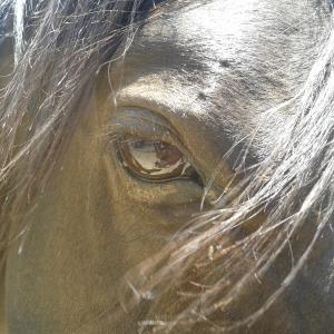 Save a horse!