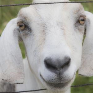 Billy Goat