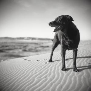 Sammy at the Dunes