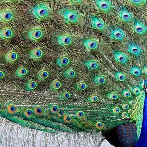 Peacock Extensions