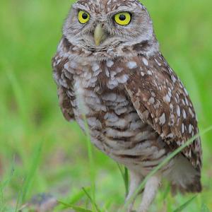 Yellow-eyed Stare