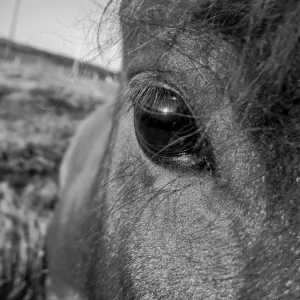 The Horse's Eye