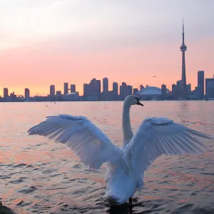 Swan and Skyline
