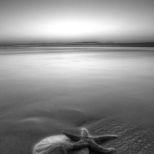 The Star