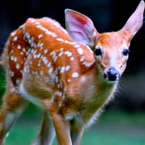 A Curious Doe