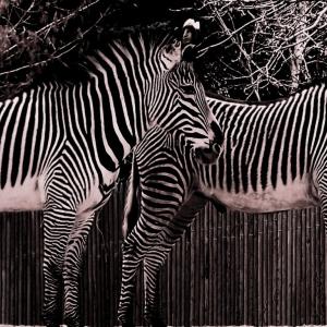 love my stripes