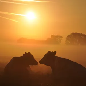 Cows in the fog