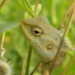 The Metamorphic Lizard