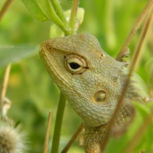 The Metamorphic Lizard