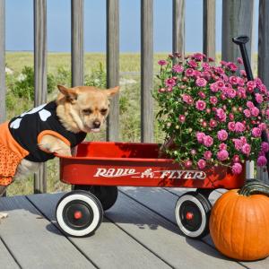 Trick or Treat
