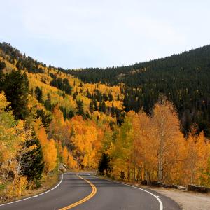 Amazing Aspens