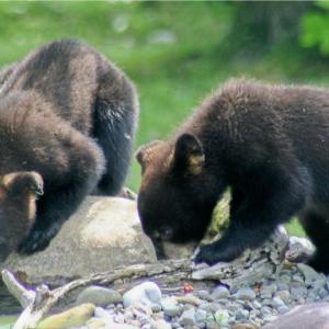 Thirsty Babies