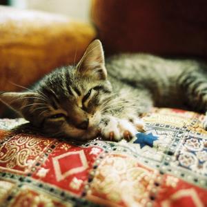 Mini cat...
