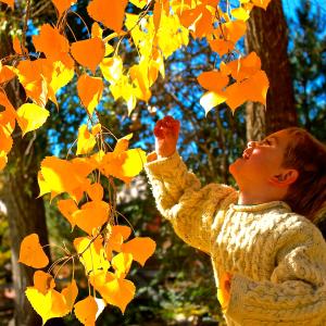 Fall Leaves!