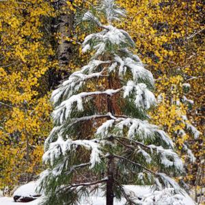 Winter or Fall??