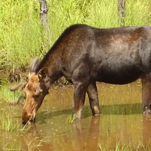 Moose taking a drink