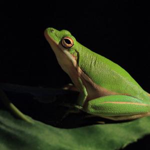 2.5 Inch Tree Frog