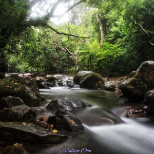 Tai Shing Stream, HK