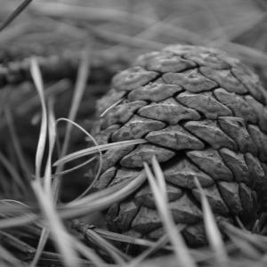 The Big Pine