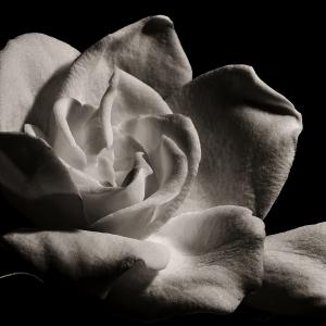 Gardenia