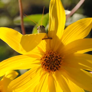 Surprise in wildlife