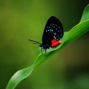 Atala Butterfly