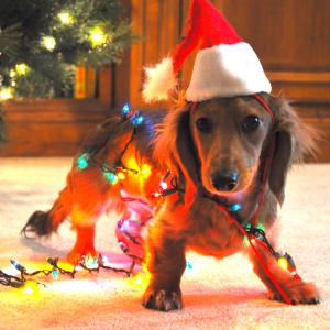 Santa Blaze
