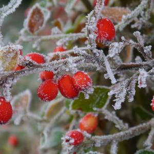 Winter  Frost