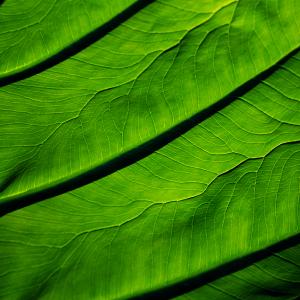 Leaf Map