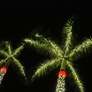 Tropical Christmas