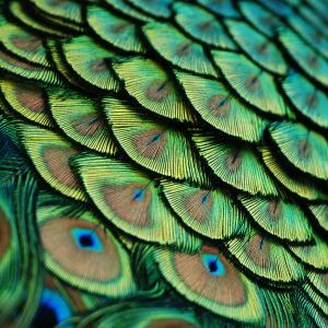Plumes