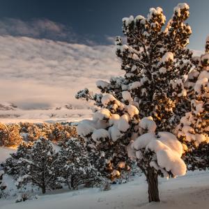 Snow Tree