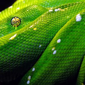 Green Tree Python