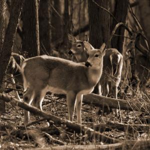 Oh Deer!