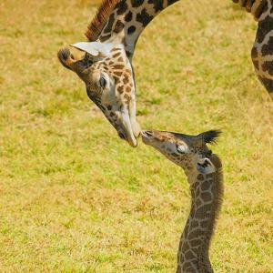 Tending Newborn 