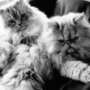 Malcom & Camiel