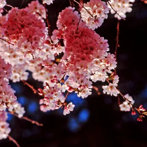 Cherry blossoms