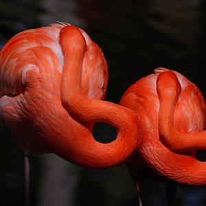 Harmony