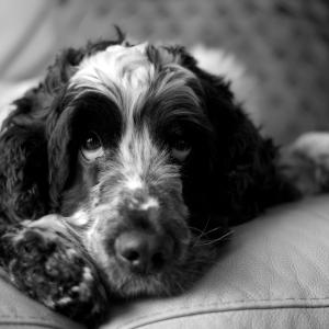 It's a dog's life