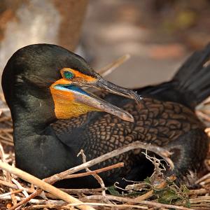 Cormorant Nesting