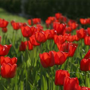 tulip time