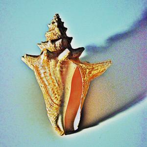 shell/light