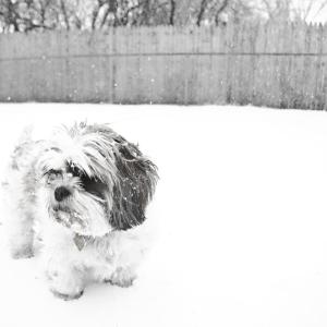 Puppy's Snow Day