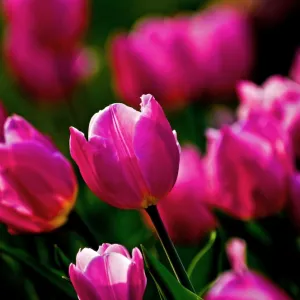 Pink tulips